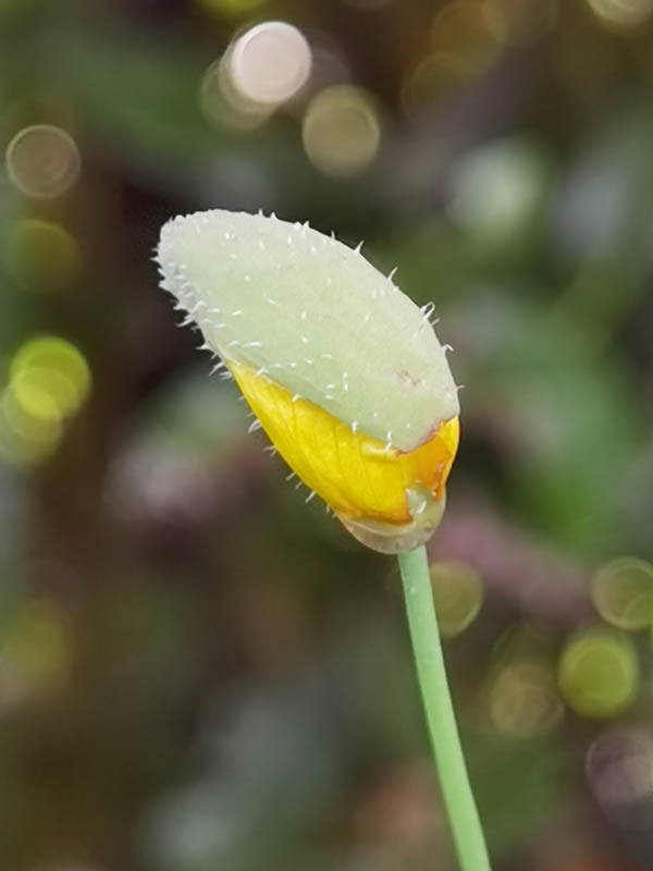 Meconopsis cambrica photo
